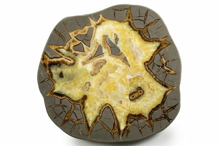 Polished Septarian Slab - Utah #338249